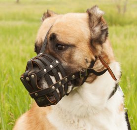dog muzzle australia